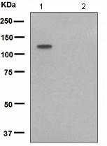 Western blot - Anti-MCM2 (phospho S41) antibody [EPR4171] - BSA and Azide free (AB247815), expandable thumbnail