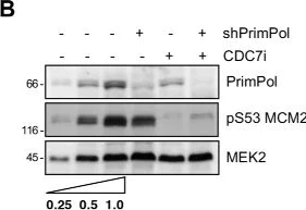 Western blot - Anti-MCM2 (phospho S53) antibody (AB70367)