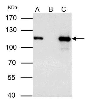 Immunoprecipitation - Anti-MCM3 antibody (AB272877)