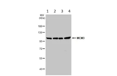 Western blot - Anti-MCM3 antibody (AB272877)