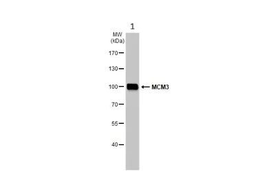Western blot - Anti-MCM3 antibody (AB272877)