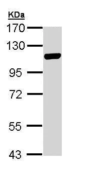 Western blot - Anti-MCM3 antibody (AB272877)