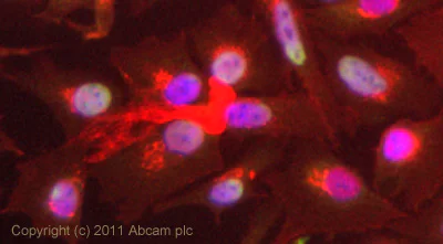Immunocytochemistry/ Immunofluorescence - Anti-MCM3 antibody (AB4460)