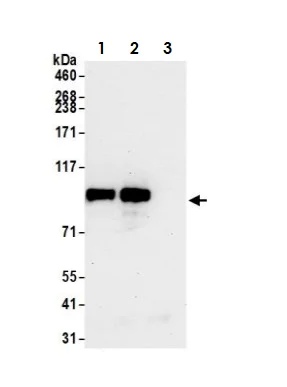 Immunoprecipitation - Anti-MCM3 antibody (AB4460)