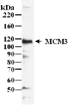 Western blot - Anti-MCM3 antibody (AB4460)