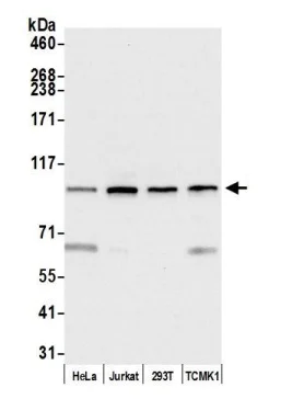 Western blot - Anti-MCM3 antibody (AB4460)