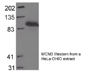 Western blot - Anti-MCM3 antibody (AB4460)