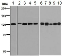 Western blot - Anti-MCM3 antibody [EPR7080] - BSA and Azide free (AB248222)