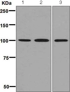 Western blot - Anti-MCM3 antibody [EPR7081] - BSA and Azide free (AB248148)