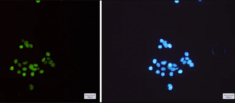 Immunocytochemistry/ Immunofluorescence - Anti-MCM3 Antibody [S04-6B9] (AB317372)