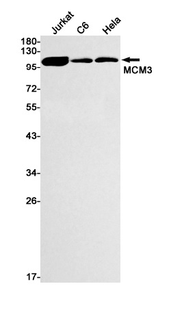 Western blot - Anti-MCM3 Antibody [S04-6B9] (AB317372), expandable thumbnail