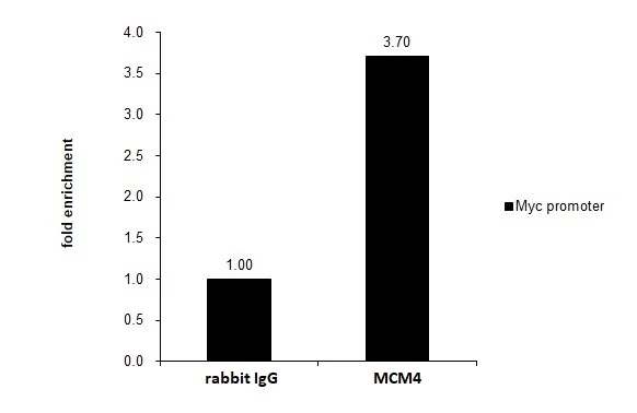 ChIP - Anti-MCM4 antibody (ab154315), expandable thumbnail