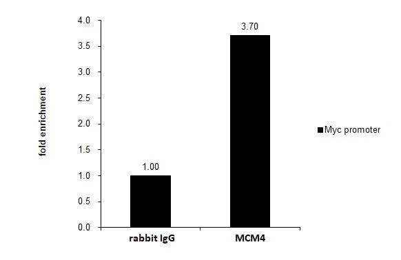 ChIP - Anti-MCM4 antibody (AB154315)