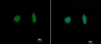 Immunocytochemistry/ Immunofluorescence - Anti-MCM4 antibody (AB154315)