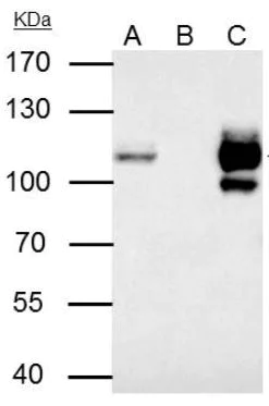 Immunoprecipitation - Anti-MCM4 antibody (AB154315)