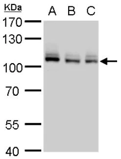 Western blot - Anti-MCM4 antibody (AB154315)