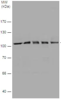 Western blot - Anti-MCM4 antibody (AB154315)