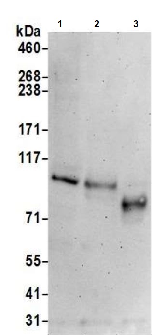 Western blot - Anti-MCM4 antibody (AB3728), expandable thumbnail
