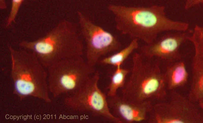 Immunocytochemistry/ Immunofluorescence - Anti-MCM4 antibody (AB4459)
