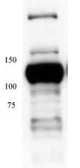 Western blot - Anti-MCM4 antibody (AB4459), expandable thumbnail