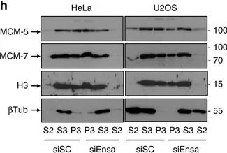 Western blot - Anti-MCM4 antibody (AB4459)