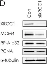 Western blot - Anti-MCM4 antibody (AB4459)