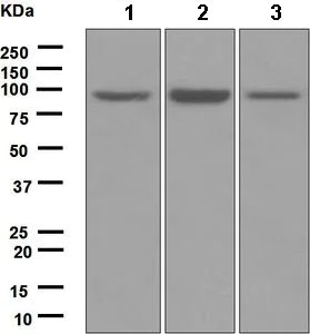 Western blot - Anti-MCM4 antibody [EPR5245] (AB124836)