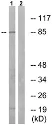 Western blot - Anti-MCM4 (phospho S54) antibody (AB74014)