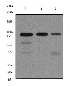 Western blot - Anti-MCM5 antibody [EP2682Y] (AB76023), expandable thumbnail