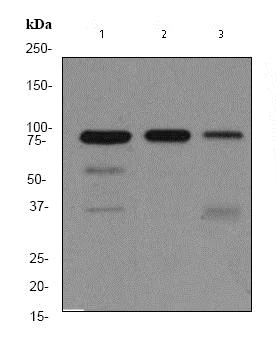 Western blot - Anti-MCM5 antibody [EP2682Y] (AB76023)
