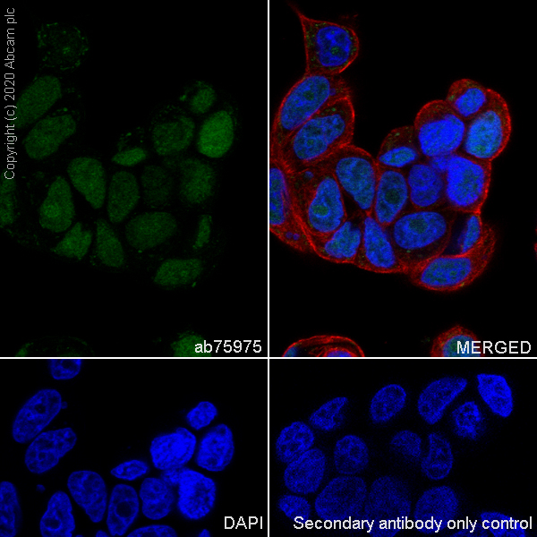 Immunocytochemistry/ Immunofluorescence - Anti-MCM5 antibody [EP2683Y] (AB75975), expandable thumbnail