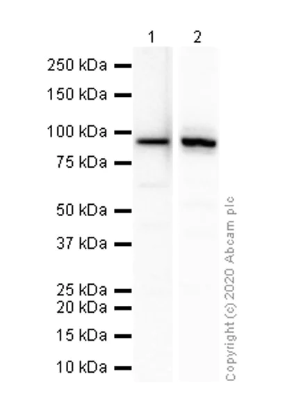 Western blot - Anti-MCM5 antibody [EP2683Y] (AB75975)