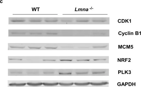 Western blot - Anti-MCM5 antibody [EP2683Y] (AB75975)