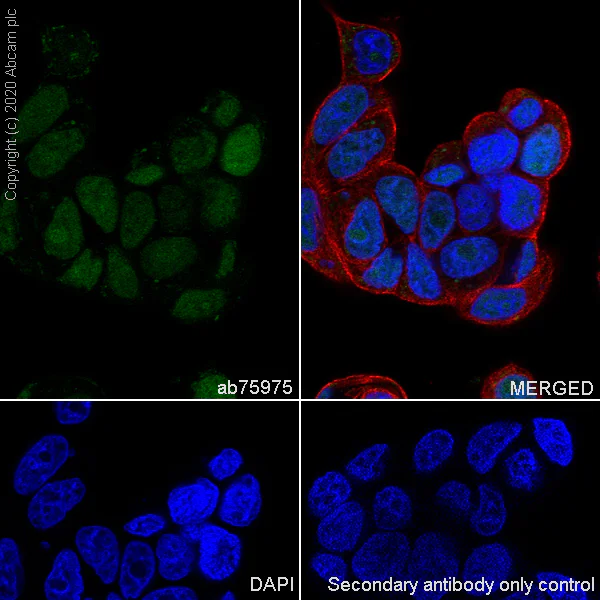 Immunocytochemistry/ Immunofluorescence - Anti-MCM5 antibody [EP2683Y] - BSA and Azide free (AB247419)