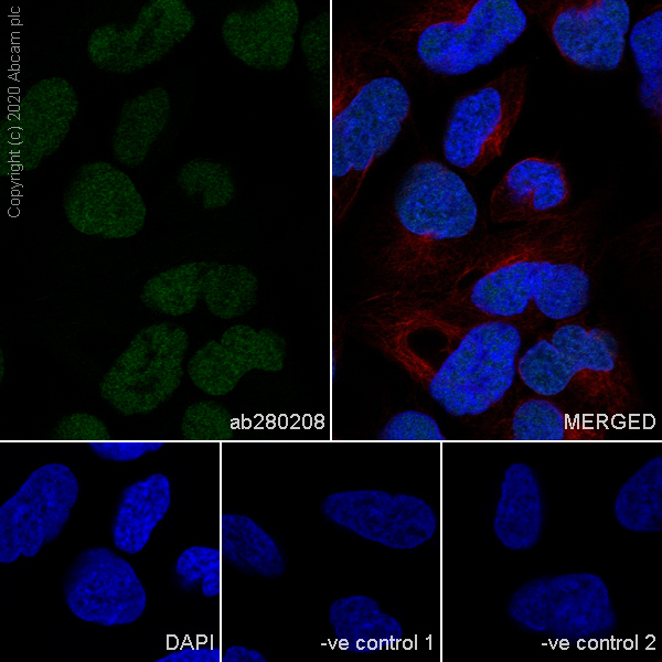 Immunocytochemistry/ Immunofluorescence - Anti-MCM6 antibody [1/MCM6] (AB280208), expandable thumbnail