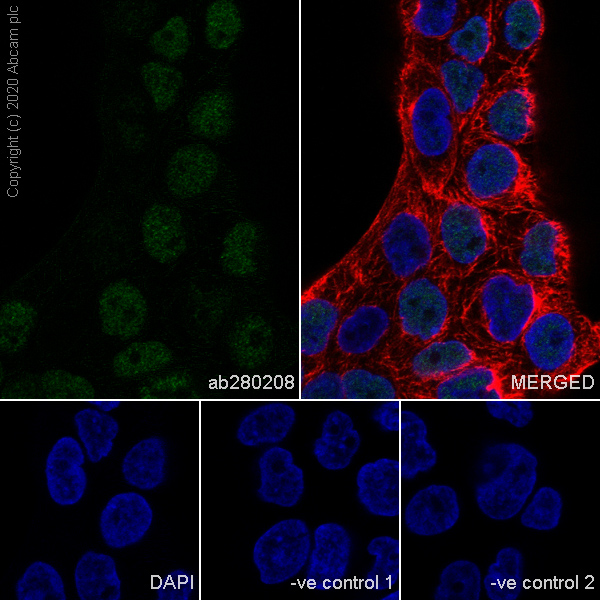 Immunocytochemistry/ Immunofluorescence - Anti-MCM6 antibody [1/MCM6] (AB280208), expandable thumbnail