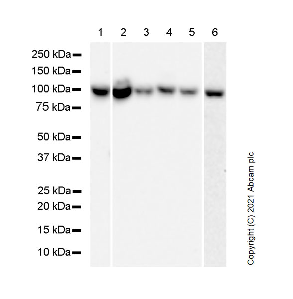 Western blot - Anti-MCM6 antibody [1/MCM6] (AB280208), expandable thumbnail