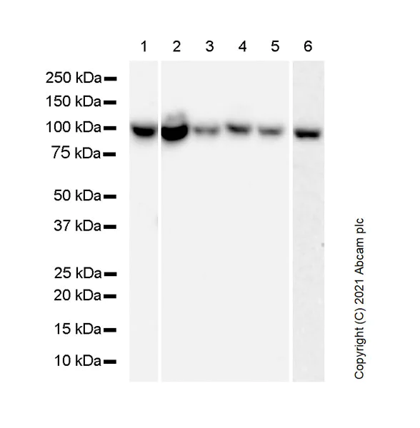 Western blot - Anti-MCM6 antibody [1/MCM6] (AB280208)