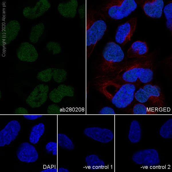 Immunocytochemistry/ Immunofluorescence - Anti-MCM6 antibody [1/MCM6] - BSA and Azide free (AB280215)