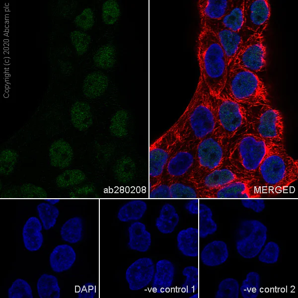 Immunocytochemistry/ Immunofluorescence - Anti-MCM6 antibody [1/MCM6] - BSA and Azide free (AB280215)