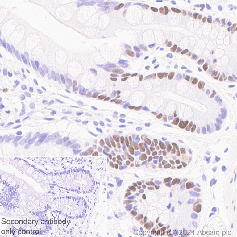 Immunohistochemistry (Formalin/PFA-fixed paraffin-embedded sections) - Anti-MCM6 antibody [1/MCM6] - BSA and Azide free (AB280215)