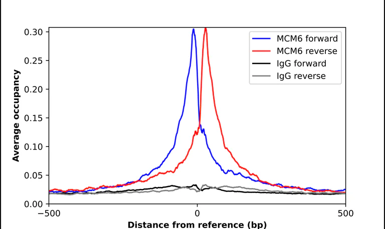 ChIP - Anti-MCM6 Antibody (AB327184)