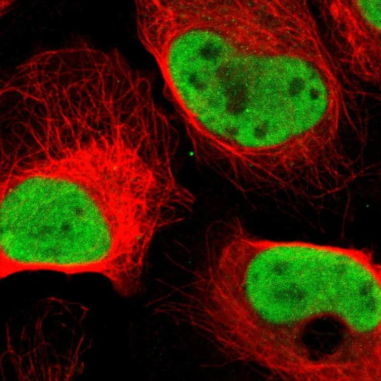 Immunocytochemistry/ Immunofluorescence - Anti-MCM6 Antibody (AB327184)