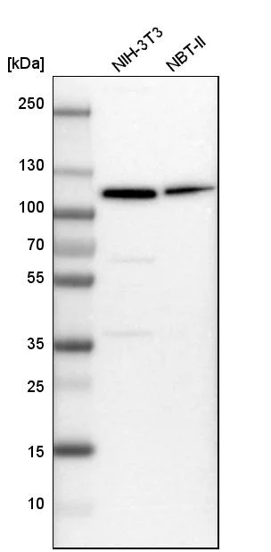 Western blot - Anti-MCM6 Antibody (AB327184)