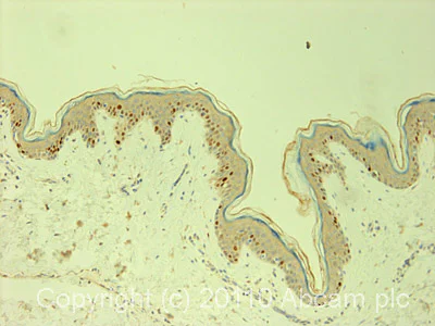 Immunohistochemistry (Formalin/PFA-fixed paraffin-embedded sections) - Anti-MCM6 antibody (AB4458)