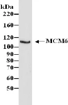 Western blot - Anti-MCM6 antibody (AB4458)