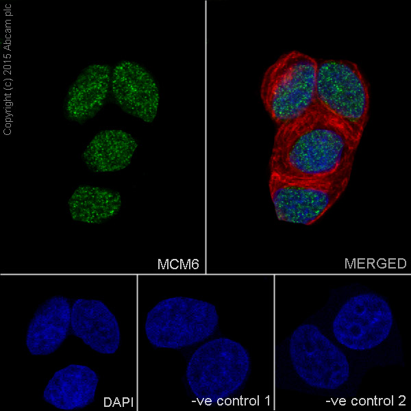 Immunocytochemistry/ Immunofluorescence - Anti-MCM6 antibody [EPR17686] (ab201683), expandable thumbnail