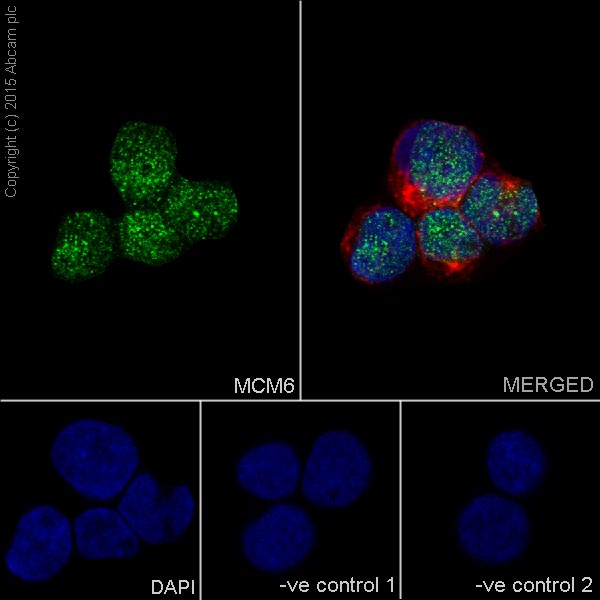 Immunocytochemistry/ Immunofluorescence - Anti-MCM6 antibody [EPR17686] (ab201683), expandable thumbnail