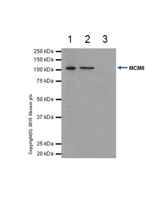 Immunoprecipitation - Anti-MCM6 antibody [EPR17686] (ab201683), expandable thumbnail
