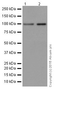Western blot - Anti-MCM6 antibody [EPR17686] (AB201683), expandable thumbnail